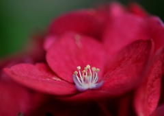 紫陽花の花