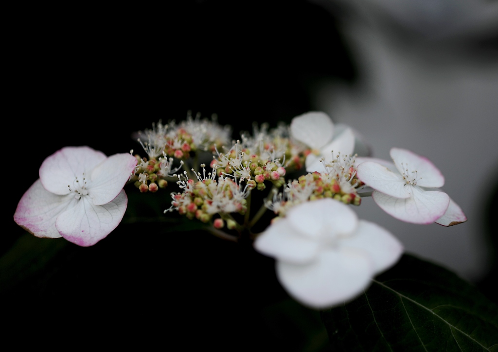 紫陽花