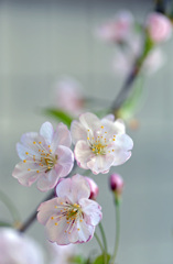 さくらんぼの花