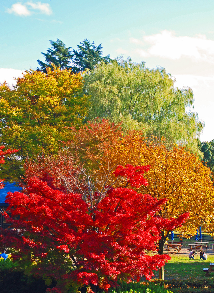 五色の紅葉