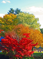 五色の紅葉