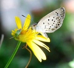 カメムシさん遊ぼ・・・