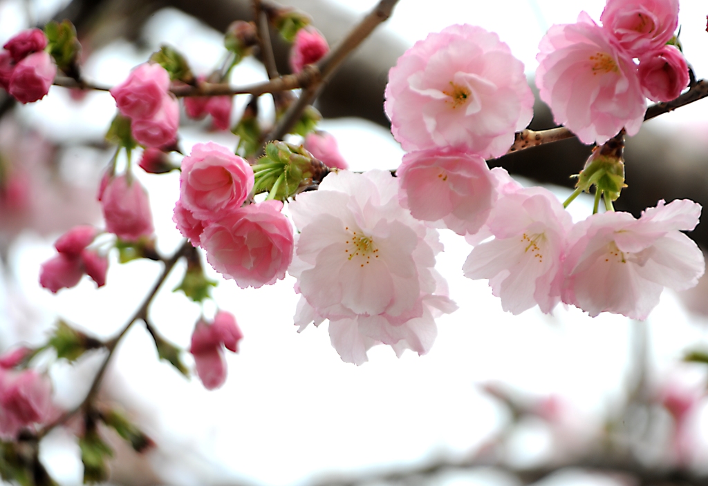 八重桜