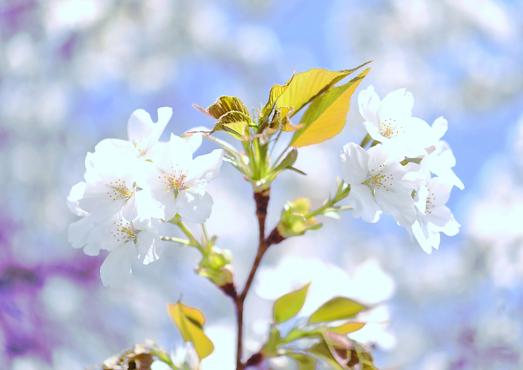 桜