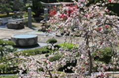 しだれ桃の花