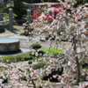 しだれ桃の花