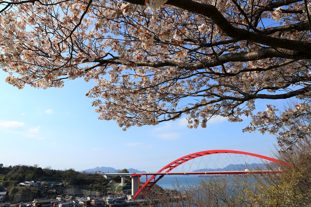 桜と大橋と瀬戸内と