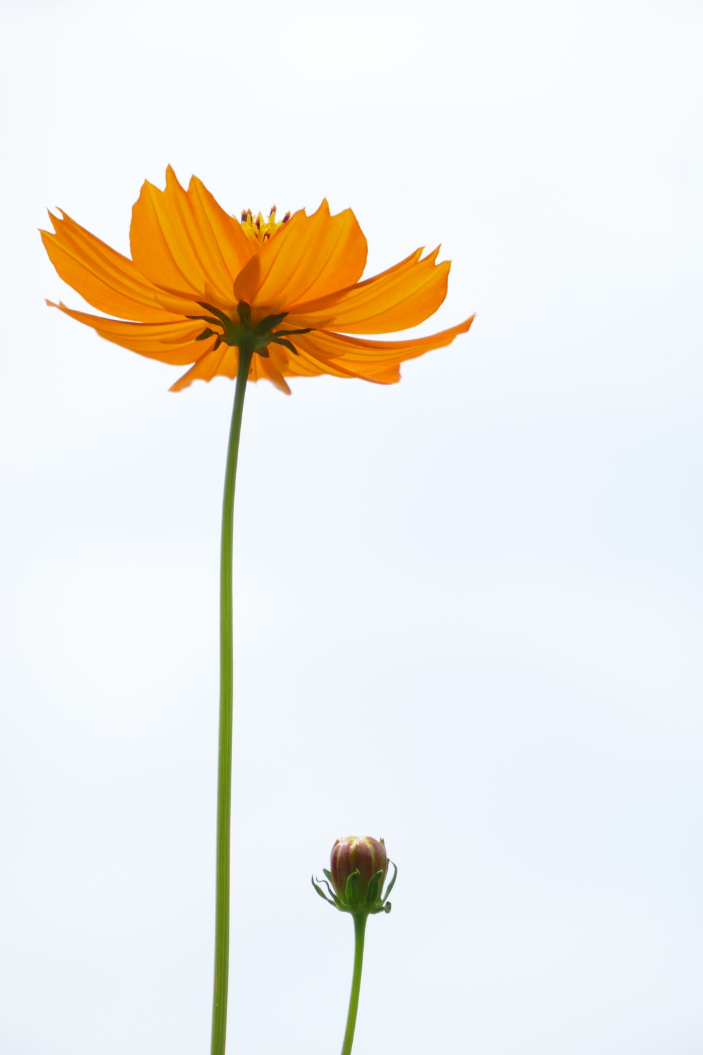 秋花　空を見上げて