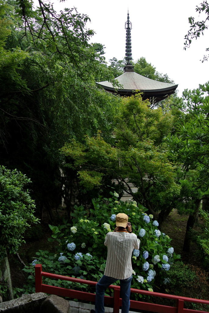 紫陽花と主人と