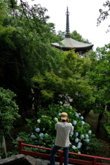 紫陽花と主人と