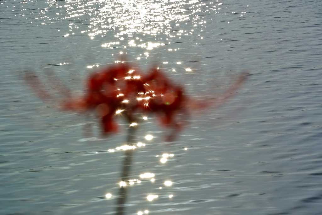 水面に咲く花