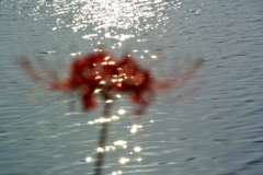 水面に咲く花
