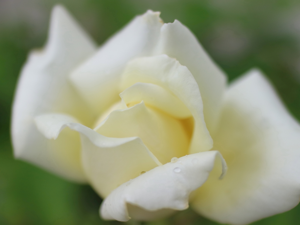 薔薇の季節