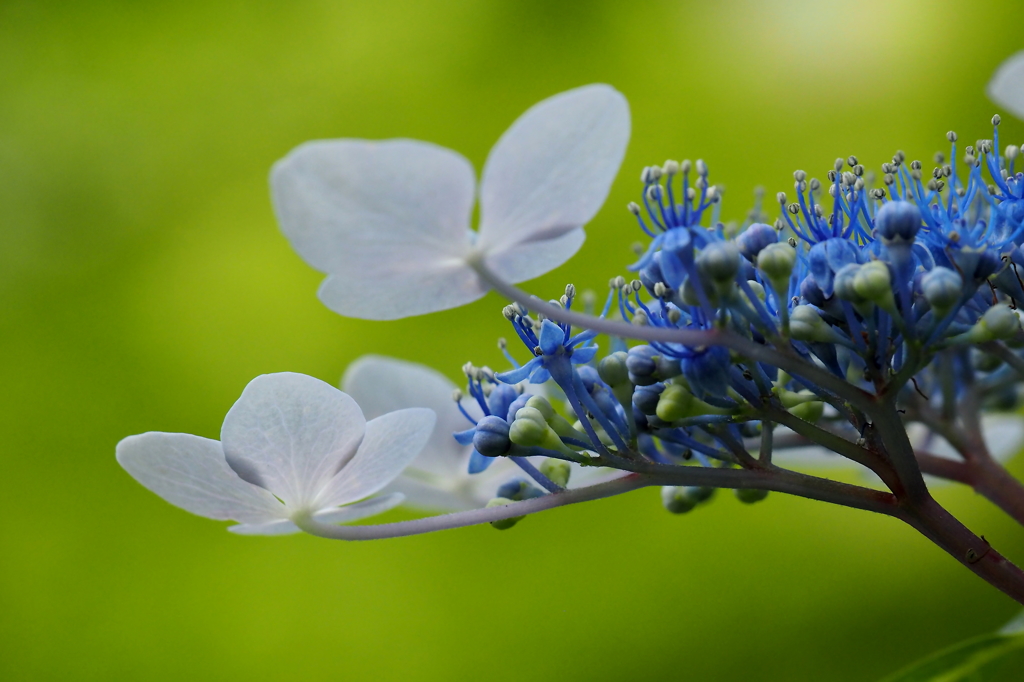 紫陽花　green