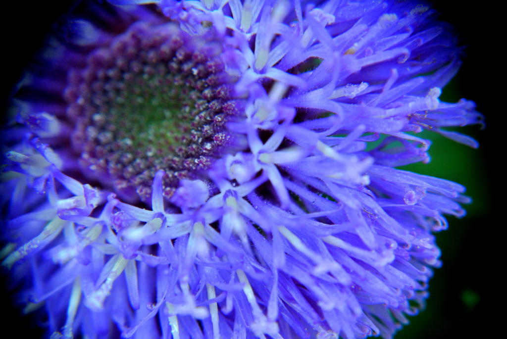 ルーペマクロのお花