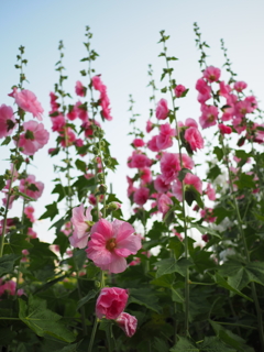 水無月のお花　立葵