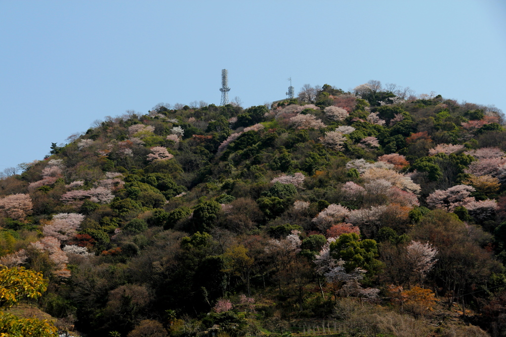 黄金山の彩り