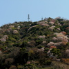 黄金山の彩り