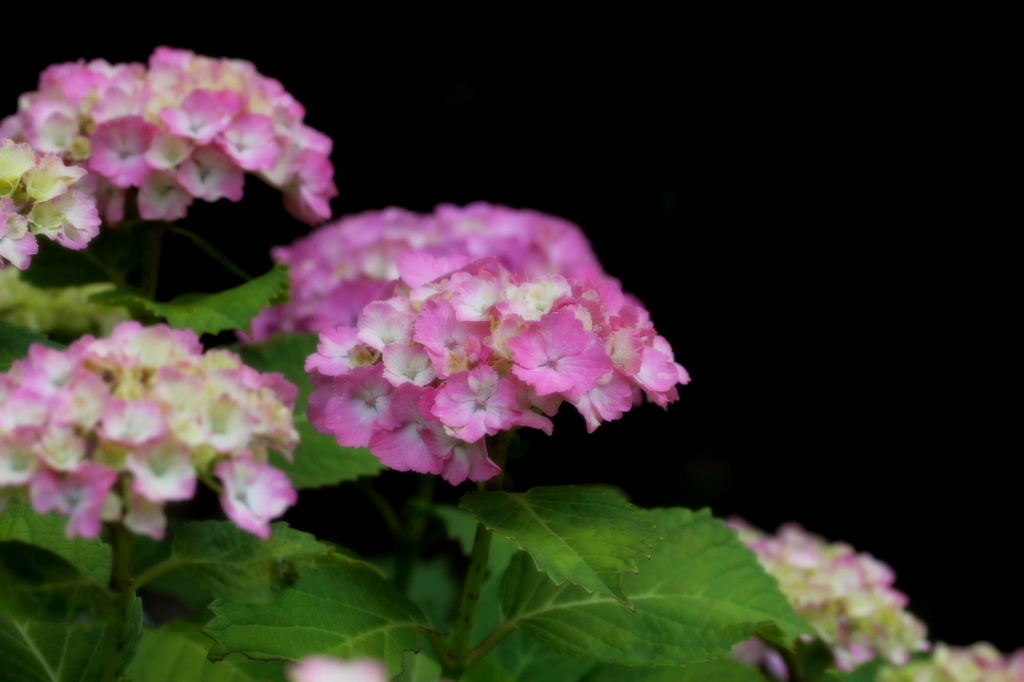 花人心美