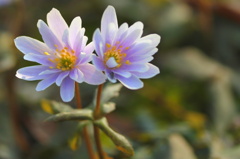 瑠璃一花　早春の風