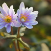 瑠璃一花　早春の風
