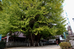 筒賀の大銀杏
