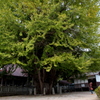 筒賀の大銀杏