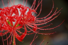 秋雨の曼珠沙華