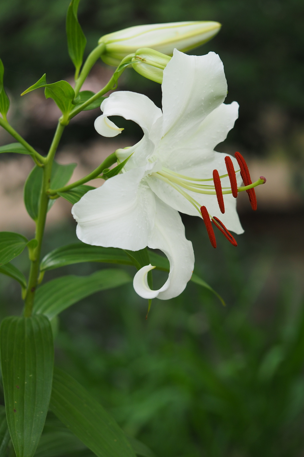 梅雨に咲く花　百合