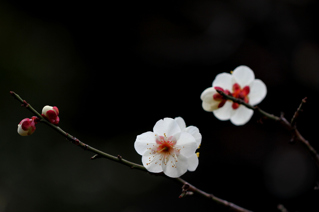 麗　梅　花
