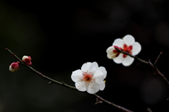 麗　梅　花