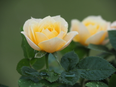 ミニ薔薇　黄