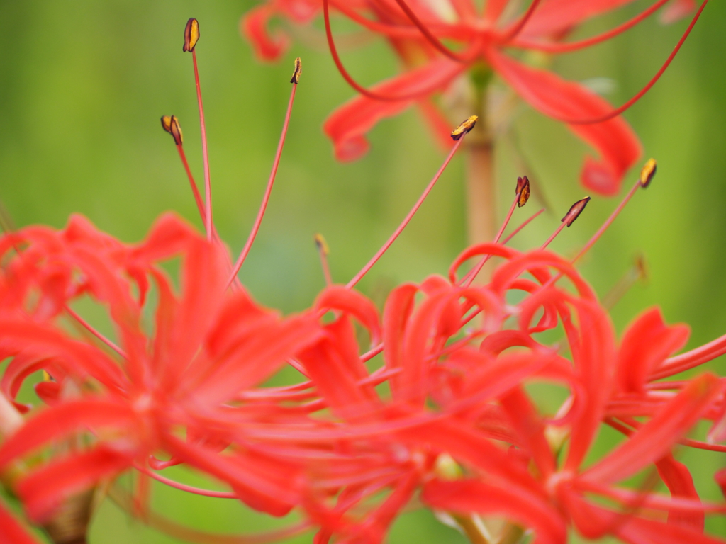 秋花　蕊の舞