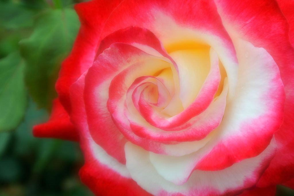 艶ROSE
