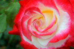 艶ROSE