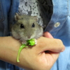 「暑い夏は野菜をいっぱい食べて乗り切りまチュウ！」