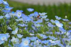 ネモフィラで蜜集め！