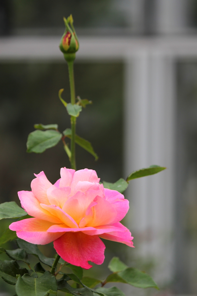 秋に咲く薔薇