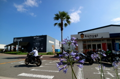 Blue  wind 