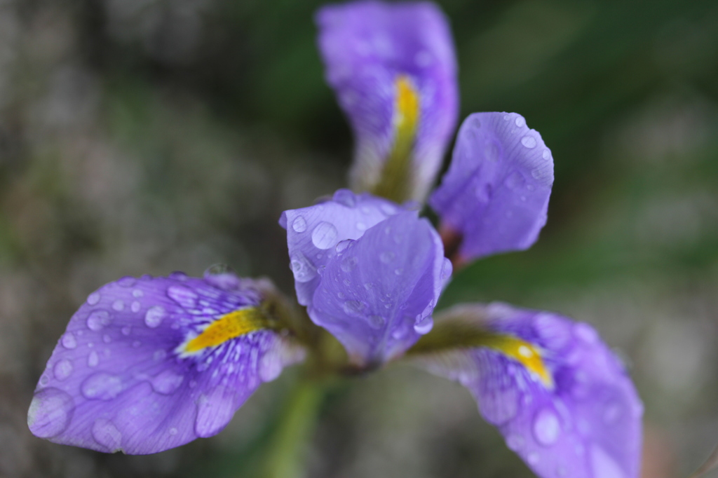 寒咲菖蒲