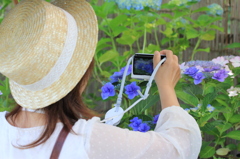 液晶の中の紫陽花