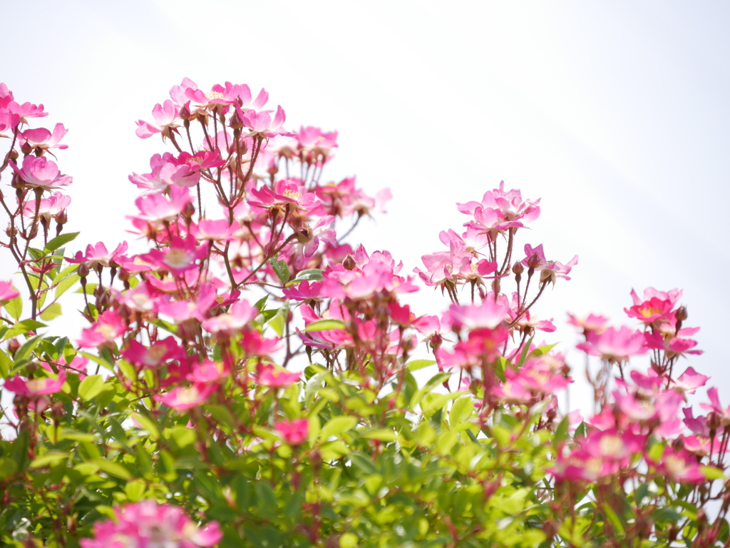 蜂ケ峯の薔薇公園