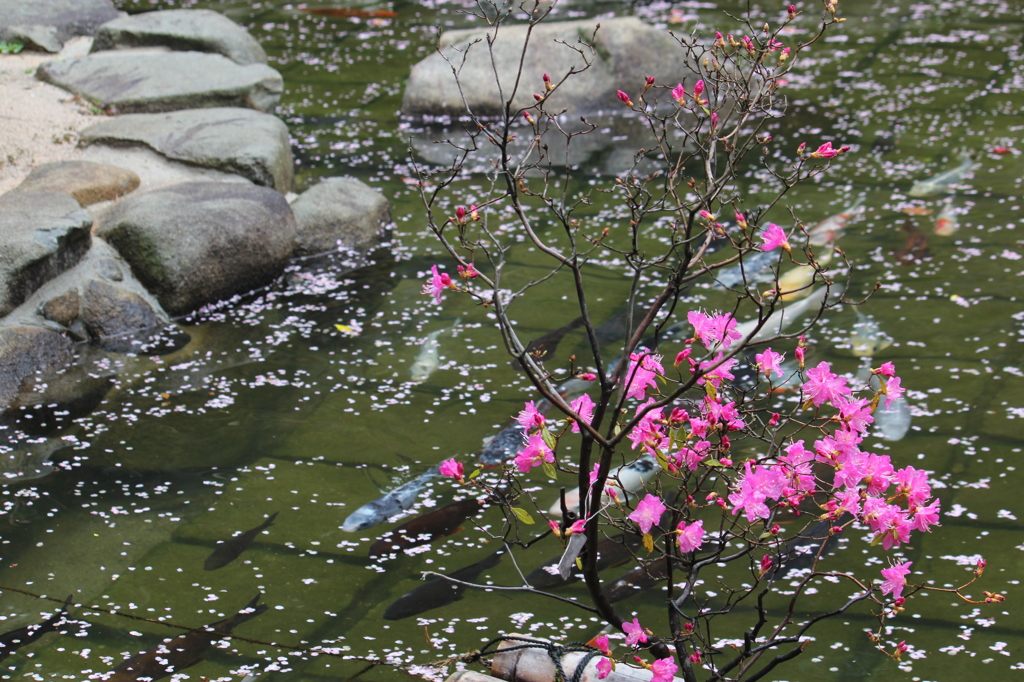 梅花恋池