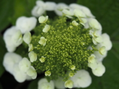 紫陽花の季節