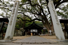 艮神社の大楠