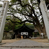 艮神社の大楠