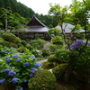 紫陽花寺　康徳寺