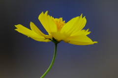 黄花一華
