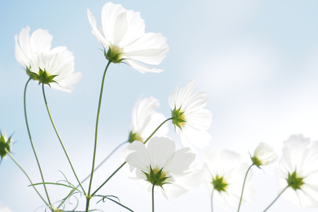 秋桜　純白