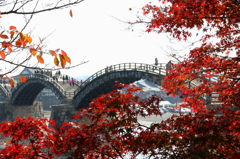 錦帯橋と椛と桜葉